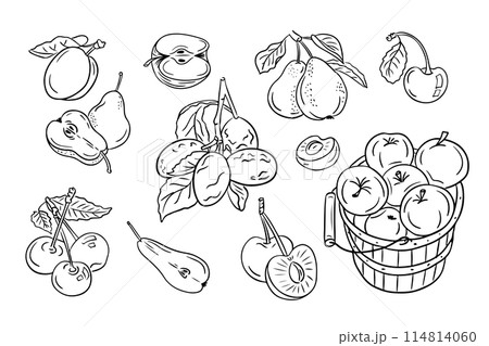Ordinary fruits from mild climate. Set of black doodles drawings. Vector monochrome sketchy illustrations of sweet fruits on white background. Ideal for coloring pages, tattoo, pattern Ordinary fruits from mild climate. Set of black doodles drawings. Vector monochrome sketchy illustrations of sweet fruits on white background. Ideal for coloring pages, tattoo, pattern 114814060