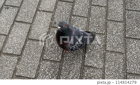 道路にいた鳩 114814279