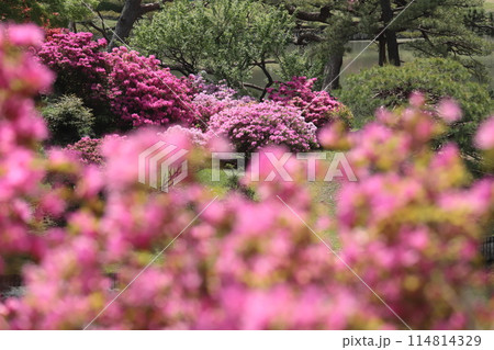 日本庭園のツツジ 日本庭園のツツジ 114814329