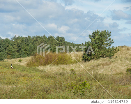 the island of ameland in the dutch north sea the island of ameland in the dutch north sea 114814789