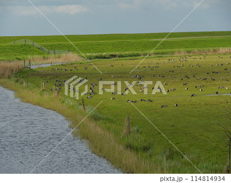 the island of ameland in the dutch north sea the island of ameland in the dutch north sea 114814934