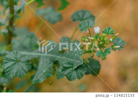 Large leaves of wild plants on a yellow-orange blurred background, close-up with several blossoming flowers Large leaves of wild plants on a yellow-orange blurred background, close-up with several blossoming flowers 114815135