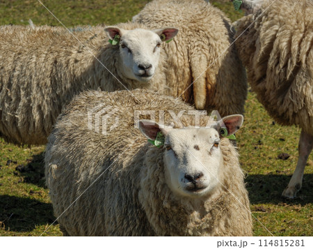 the island of ameland in the dutch north sea 114815281