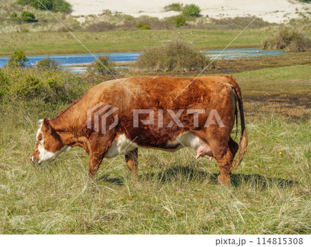 the island of ameland in the dutch north sea the island of ameland in the dutch north sea 114815308