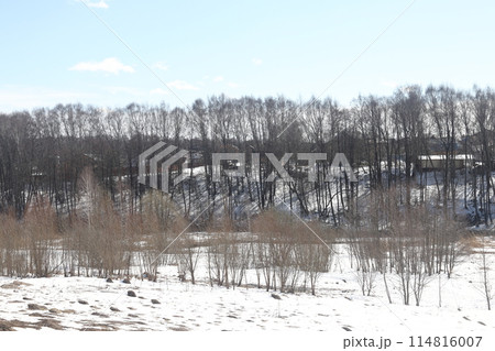 Birches in the spring forest, the last snow, spring landscape, nature and ecology. 114816007
