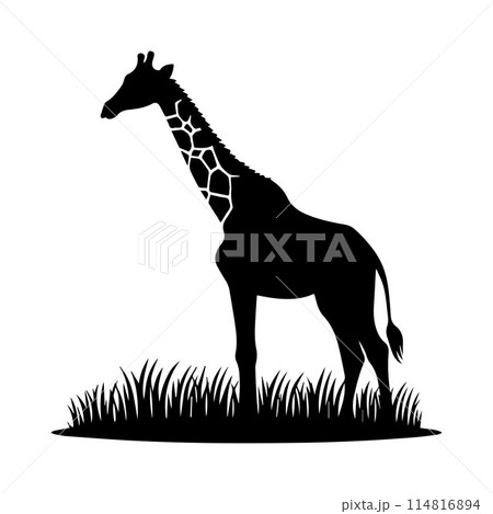 Giraffe, Camelopard, Giraffid, silhouette editable vector illustration isolated over white background Giraffe, Camelopard, Giraffid, silhouette editable vector illustration isolated over white background 114816894