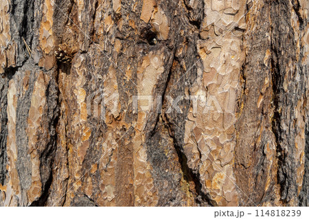 Maritime Pine, Pinus pinaster trunk symbol. Texture made of maritime pine tree bark. Beautiful Maritime Pine, Pinus pinaster trunk background. Conceptual image. Peaceful nature. Maritime Pine, Pinus pinaster trunk symbol. Texture made of maritime pine tree bark. Beautiful Maritime Pine, Pinus pinaster trunk background. Conceptual image. Peaceful nature. 114818239