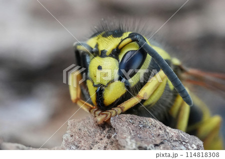 Extreme closeup on the head of a dormant North-American Western Yellowjacket, Vespula pensylvanica Extreme closeup on the head of a dormant North-American Western Yellowjacket, Vespula pensylvanica 114818308