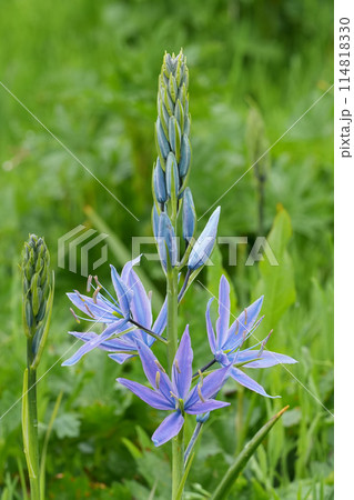 Closeup on the colorful blue flower of the great or large Camas wildflower, Camassia leichtlinii, Eugene, Oregon 114818330