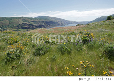 Wide and high angle view on the Columbia river gorge valley from the Rowena ctrest viewpoint in Oregon 114818333