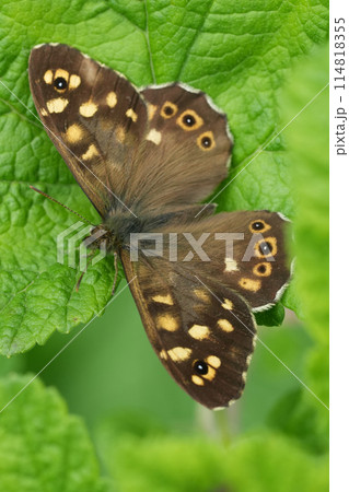 Vertical closeup on a European brown speckled butterfly, Parage aegeria with spread wings 114818355