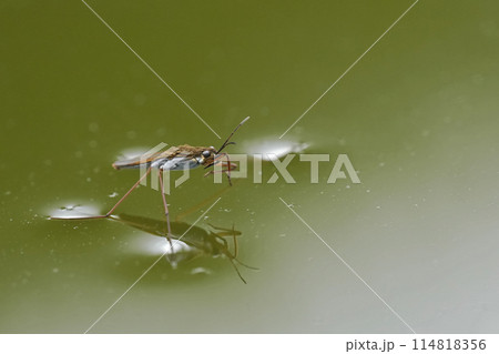 Closeup on a common pond skater or water strider, Gerris lacustris on the surface of the water Closeup on a common pond skater or water strider, Gerris lacustris on the surface of the water 114818356