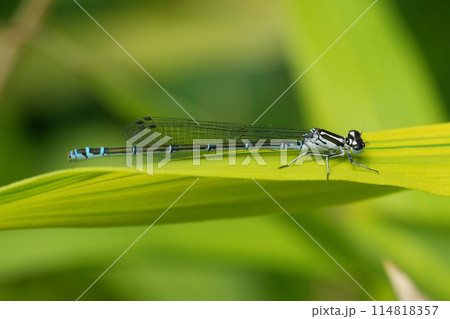Closeup on the European common azure damselfly, Coenagrion puella sitting on a leaf Closeup on the European common azure damselfly, Coenagrion puella sitting on a leaf 114818357