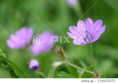 Soft closeup on a light purple flower of the hedgerow cranesbill, Geranium pyrenaicum Soft closeup on a light purple flower of the hedgerow cranesbill, Geranium pyrenaicum 114818373