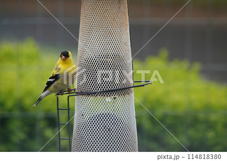 Closeup on a colorful yellow male American goldfinch , Spinus tristis at the bird feeder in Oregon, USA Closeup on a colorful yellow male American goldfinch , Spinus tristis at the bird feeder in Oregon, USA 114818380