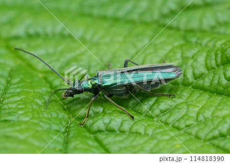 Closeup on a colorful metallic green Flase blister beetle, Oedemera lurida on a green leaf Closeup on a colorful metallic green Flase blister beetle, Oedemera lurida on a green leaf 114818390