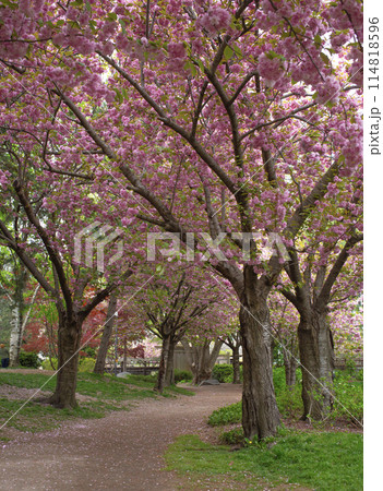 Sakura flower or cherry blossom in the park of Toronto. 114818596
