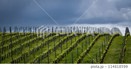 Aerial view of vineyard in spring at sunrise, Bordeaux Vineyard, Gironde, France 114818599
