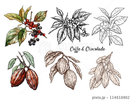 Coffee and chocolate. Vector illustration. In botanical style Coffee and chocolate. Vector illustration. In botanical style 114818902