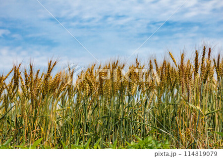 収穫期を迎えた麦の穂 114819079