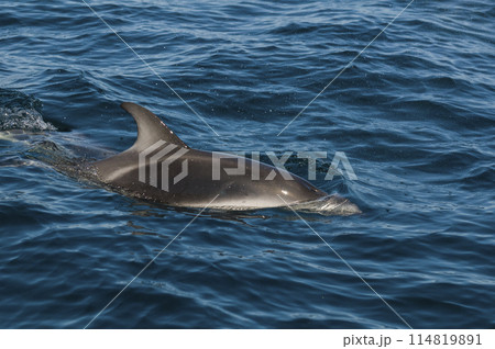 Dusky dolphin jumping , Peninsula Valdes , Unesco World Heritage Site, Patagonia , Argentina. Dusky dolphin jumping , Peninsula Valdes , Unesco World Heritage Site, Patagonia , Argentina. 114819891