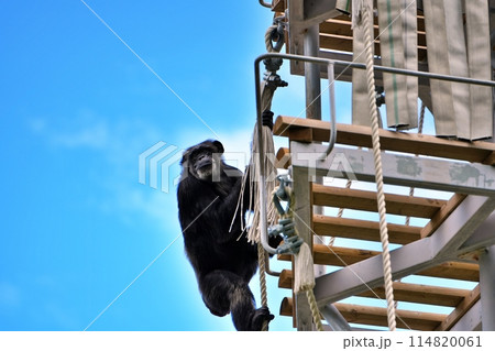 札幌市円山動物園 チンパンジー館の風景 114820061