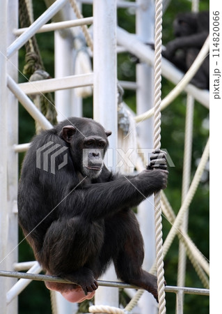 札幌市円山動物園 チンパンジー館の風景 札幌市円山動物園 チンパンジー館の風景 114820066