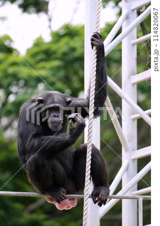 札幌市円山動物園 チンパンジー館の風景 114820067