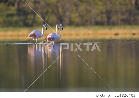 Flock of flamingos in a salty lagoon,Patagonia, Argentina 114820403