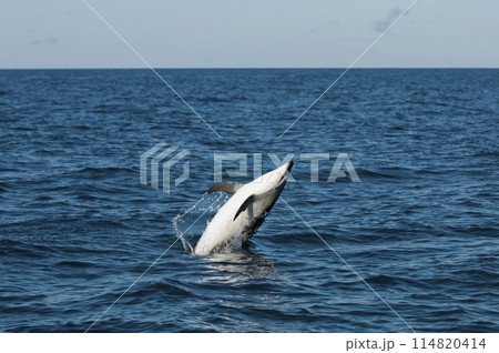 Dusky dolphin jumping , Peninsula Valdes , Unesco World Heritage Site, Patagonia , Argentina. 114820414