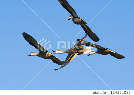 White cheeked pintail, in flight, La Pampa Province, Patagonia, Argentina 114821082