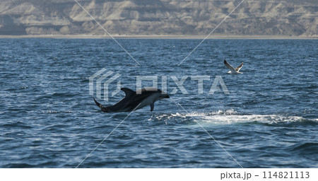 Dusky dolphin jumping , Peninsula Valdes , Unesco World Heritage Site, Patagonia , Argentina. Dusky dolphin jumping , Peninsula Valdes , Unesco World Heritage Site, Patagonia , Argentina. 114821113