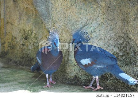 オウギバト 114821157