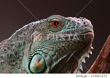 こちらを見つめるイグアナ 114821271
