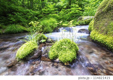 新緑の森を流れる清流　大山木谷沢渓流 114821415