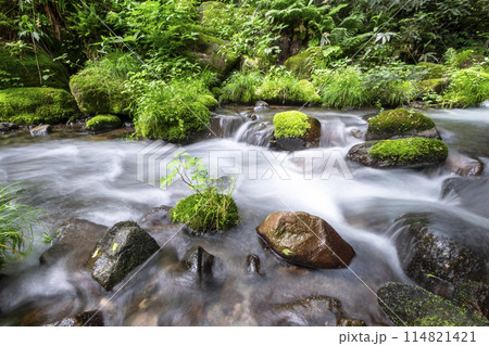 新緑の森を流れる清流　大山木谷沢渓流 114821421