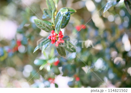 シナヒイラギの花 114821502