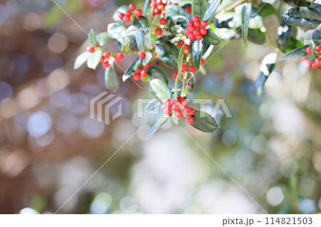 シナヒイラギの実 シナヒイラギの実 114821503