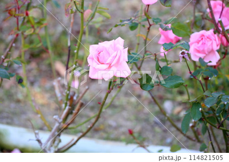 バラの花 プリンセスアイコ バラの花 プリンセスアイコ 114821505