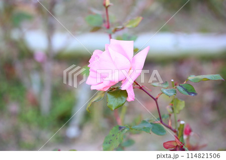 バラの花　プリンセスアイコ 114821506
