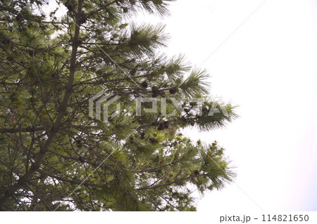 松、植物、松ぼっくり、木、木の実、葉、 114821650