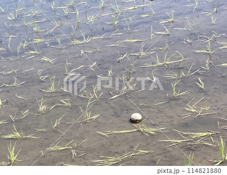 田んぼで見かけた亀 114821880