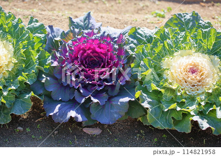 ハボタンの花 114821958