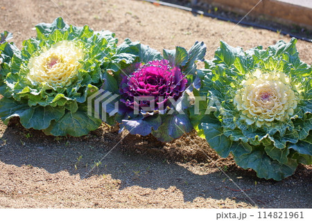 ハボタンの花 114821961