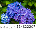 梅雨に咲く紫陽花 114822207