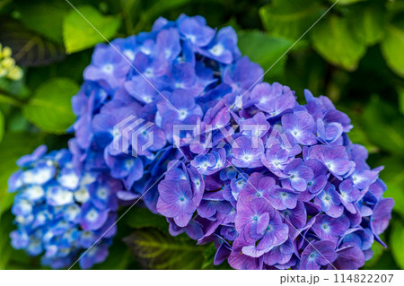 梅雨に咲く紫陽花 梅雨に咲く紫陽花 114822207