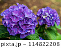 梅雨の晴れ間に咲く紫陽花 114822208
