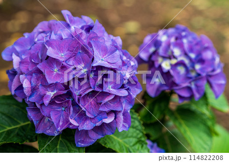 梅雨の晴れ間に咲く紫陽花 梅雨の晴れ間に咲く紫陽花 114822208