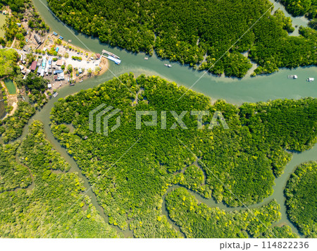 Amazing abundant mangrove forest, Aerial view of forest trees Rainforest ecosystem and healthy environment background 114822236