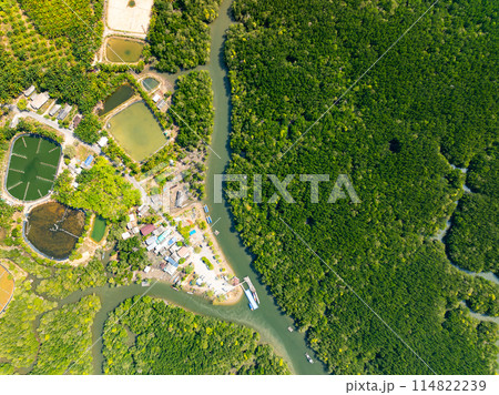 Amazing abundant mangrove forest, Aerial view of forest trees Rainforest ecosystem and healthy environment background 114822239